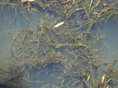 Potamogeton ochreatus