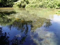 Potamogeton ochreatus