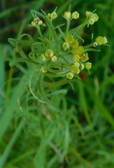Galatella biflora