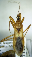 Reduvius testaceus