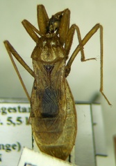 Reduvius testaceus