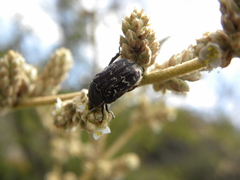 Euphoria leucographa