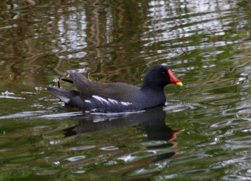 Gallinula chloropus