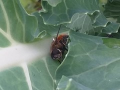 Eristalis bogotensis