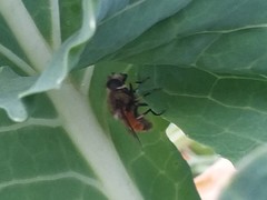 Eristalis bogotensis