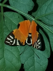 Symmachia rubina