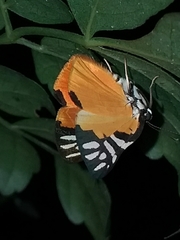 Symmachia rubina