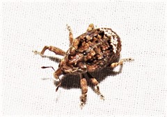 Tepperia sterculiae