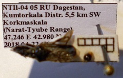 Rhynocoris niger