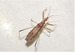 Sastrapada australica