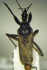 Rhynocoris niger