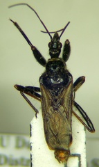 Rhynocoris niger