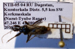 Rhynocoris niger