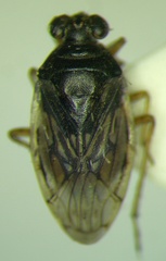 Saldula opacula