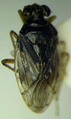 Saldula opacula