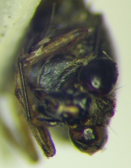 Saldula opacula