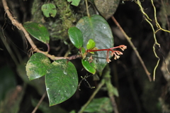 Notopleura sallydavidsoniae