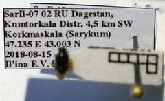 Saldula opacula