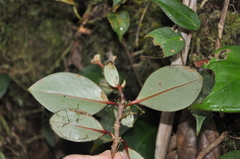 Notopleura sallydavidsoniae