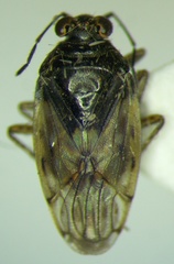 Saldula pallipes
