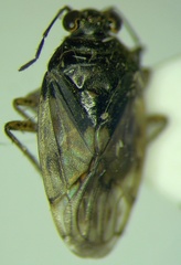 Saldula pallipes