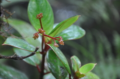 Notopleura sallydavidsoniae