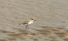Charadrius falklandicus