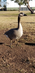 Anser cygnoides × Branta canadensis