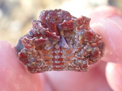 Eurynolambrus australis