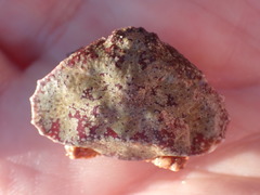 Eurynolambrus australis