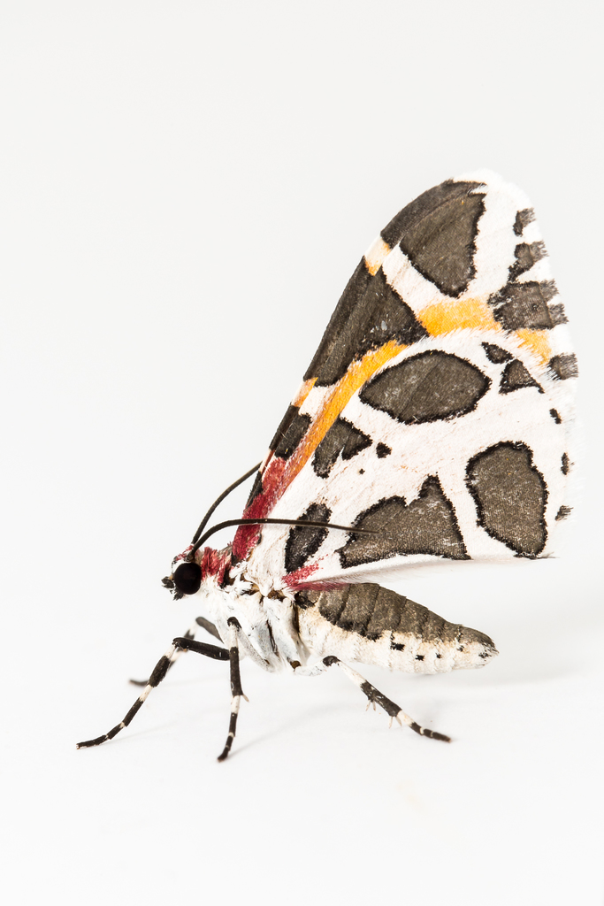 Stamnodes fergusoni