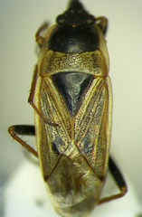 Xanthochilus omissus