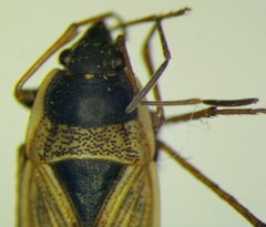 Xanthochilus omissus