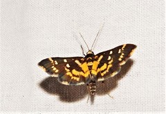 Diathrausta ochreipennis