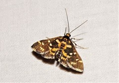 Diathrausta ochreipennis