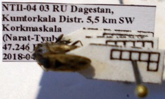 Xanthochilus omissus