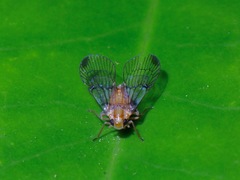 Paricana