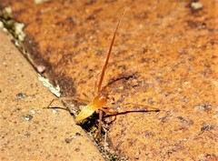 Cheiracanthium gracile