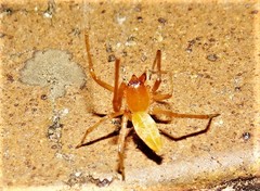 Cheiracanthium gracile