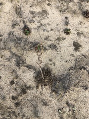 Oenothera elata hookeri