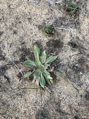 Oenothera elata hookeri