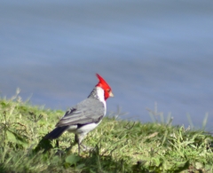 Paroaria coronata