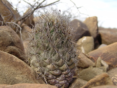 Coryphantha difficilis