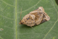 Neocalyptis affinisana