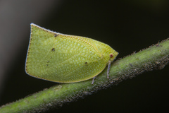 Phyllyphanta declivis