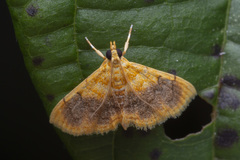 Mabra eryxalis