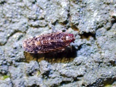 Plectoderini