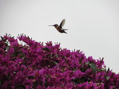 Chaetocercus heliodor