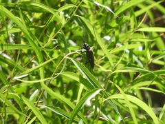 Coraliomela quadrimaculata