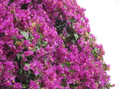 Chaetocercus heliodor